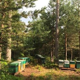 Les Ruchers du Sundgau