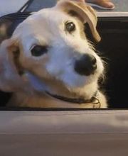 Hundebetreuung Oldies but Goldies Bild 7