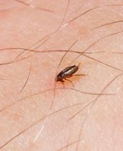 Floh- und Milbenbekämpfung - Mr. Motte - Schädlingsbekämpfung - Hamburg