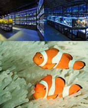 KN-Aquaristik Versandhandel GmbH Bild 1