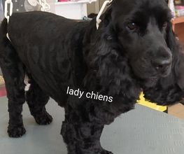 Lady Chiens image 5