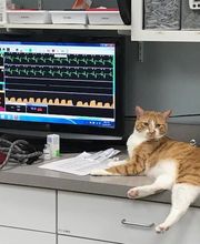 Gentle Doctor Animal Hospital image 17