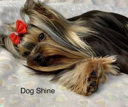 DogShine image 2