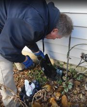 A-Action Pest Control image 8