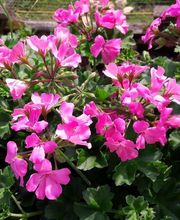 s Bluemelädeli Mumenthaler Bild 1