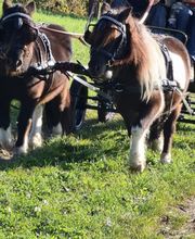 Der kleine Pferdeladen Bild 9