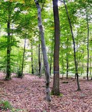 FriedWald Euskirchen Bild 2