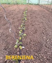 Huertos Santa ROSALÍA imagen 1