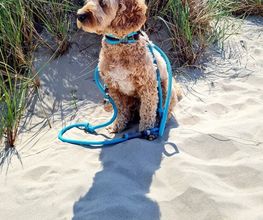 seelenhund-leinen Bild 8