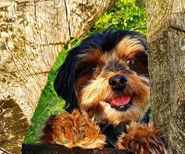 Hundeschule CaniSpirit Bild 5