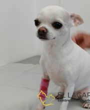 Centro veterinario El Lagar imagen 2