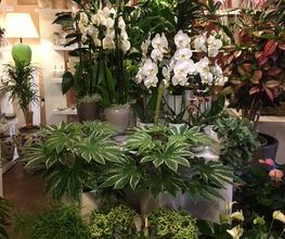 La Fioreria Lugano® Bild 7
