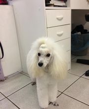 PRINCESS CANICHE image 6