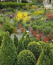 Dall'ava Et Fils Horticulteur image 4