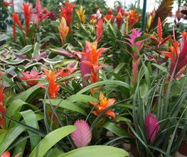plantas-01-g.jpg