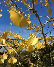 Oxalie Jardins Services image 3