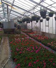 Gros Philippe (Ent) image 5