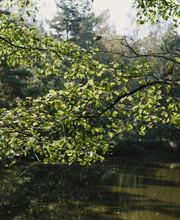 Ein kleiner See macht den FriedWald Hasbruch zu einem idyllischen Ort.