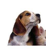 Clínica Veterinaria Manoteras imagen 1