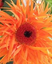 Au Flamboyant Bild 10