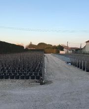 Pepinieres Benoit " La Bartholette SARL " image 3