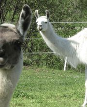 Restaurant Mühli Bild 6