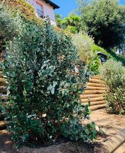 MOMO GIARDINI SA - GIARDINIERE LOCARNO, AFC / EFZ Bild 4