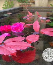 Doula Fachschule Schweiz Bild 12