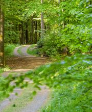 FriedWald Michelstadt im Odenwald Bild 8