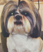Lili Dog image 3