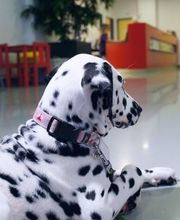 ENNETSeeKLINIK für Kleintiere Bild 1