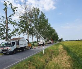 Dresdner Baumdienst Bild 1