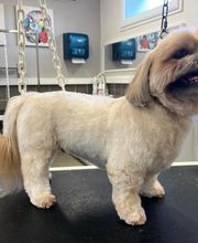 Concept Toilettage by Fabrice image 18