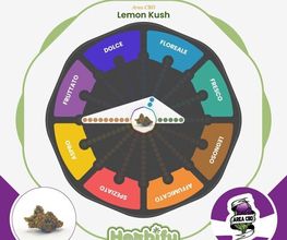 Herbify Cannabis Lovers Delivery immagine 6