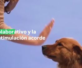 forosa2.png
