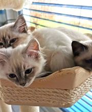 katzenbaum.ch Bild 4