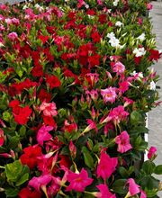 Les Jardins Du Champsaur image 8