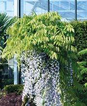 Rusterholz Pflanzencenter AG Bild 1