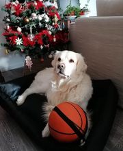 Halle aux Croquettes Labatut image 12