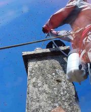 Punaises Nuisibles et Solutions image 3