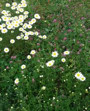 Röver GartenCon Garten- und Landschaftsbau Bild 6