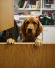 South Putnam Animal Hospital image 17