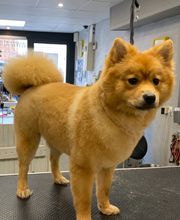 Au Look Canin image 10