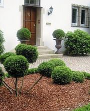 Luan Arifaj Grüner Bereich Bild 2