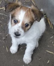 Second Hand Hunde in Not Bild 3