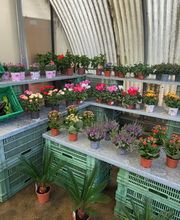 GIARDINI DOS SANTOS CANIÇO Bild 9