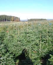 Dissmann Weihnachtsbäume Bild 2