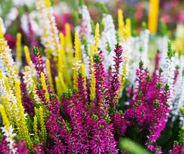 FLORISTIK
Innerhalb des Marktes befindet sich ein Florist. Hier erhalten Sie viele schöne und farbenfrohe Varianten an Blumen. Auch ideal als Geschenk!