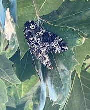 Source Pest Control image 9