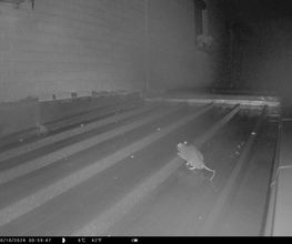 Deratisenet image 1